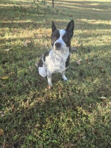 Healthy, neutered, high energy Blue Heeler Terrier mix, Paducah