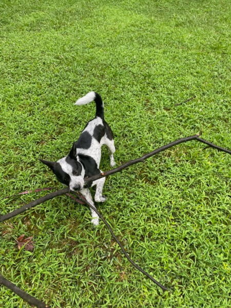 Healthy, neutered, high energy Blue Heeler Terrier mix, Paducah