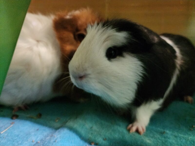 2 Guinea Pigs Fixed Male/Non fixed Female
