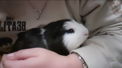 2 Guinea Pigs Fixed Male/Non fixed Female