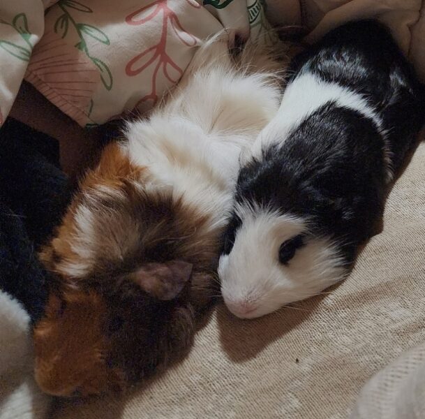 2 Guinea Pigs Fixed Male/Non fixed Female