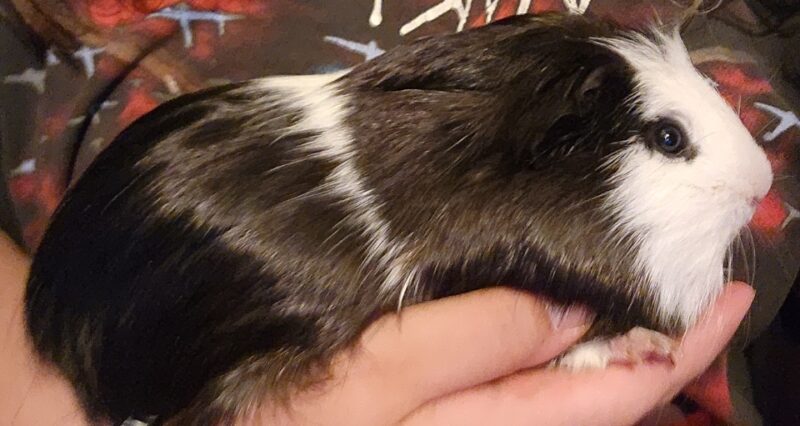 2 Guinea Pigs Fixed Male/Non fixed Female