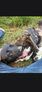 Cane corso mixed