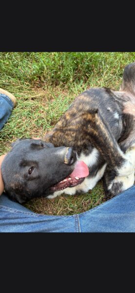 Cane corso mixed