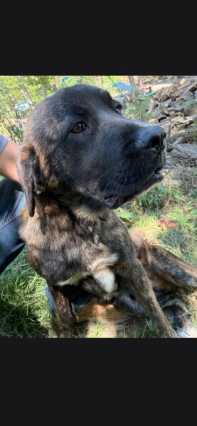 Cane corso mixed