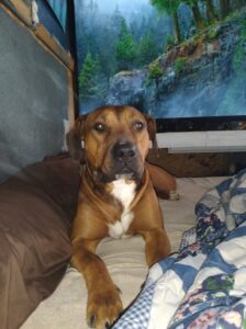 Fra7 year old female pitbull mix in need of new home