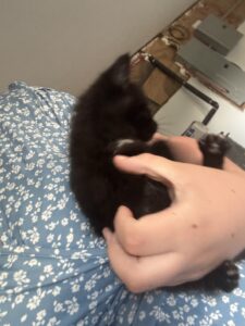 Black cat, girl, roughly 3-4 months