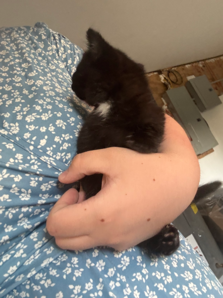 Black cat, girl, roughly 3-4 months