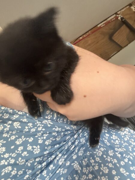 Black cat, girl, roughly 3-4 months