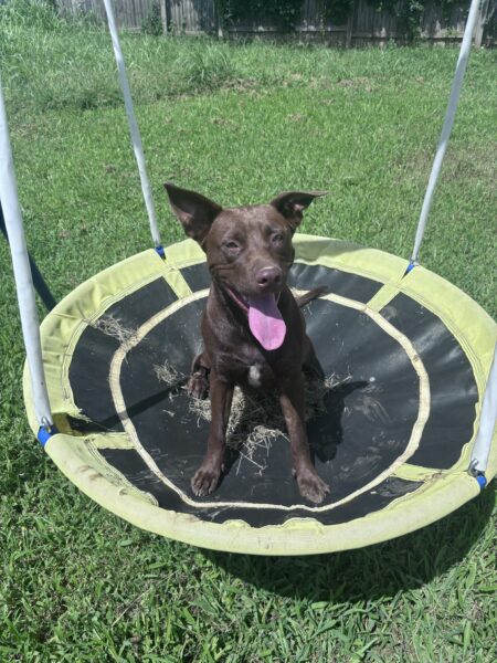 Need to rehome a chocolate lab (Nova)