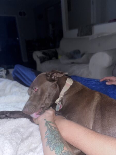 Need to rehome a chocolate lab (Nova)