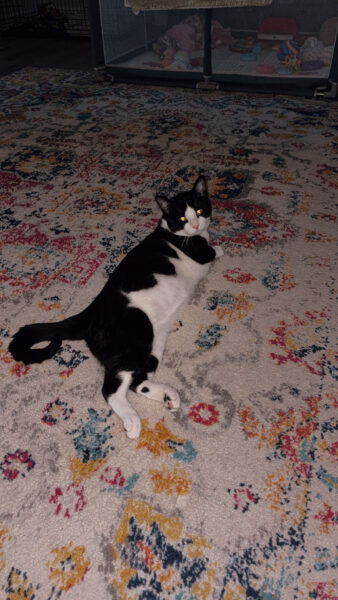 Cat
