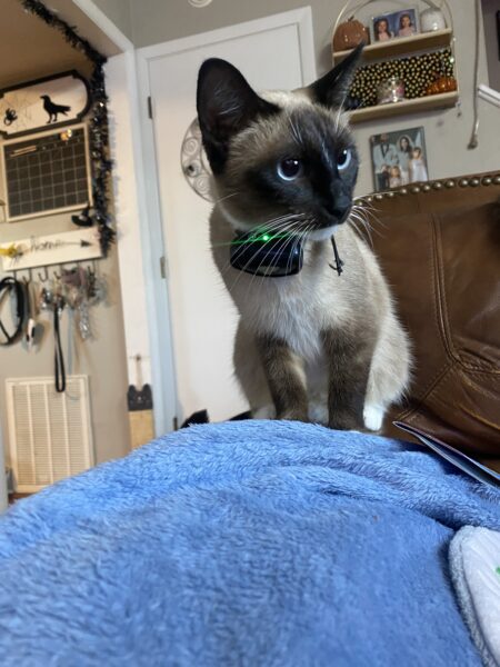 Kitties looking for new home