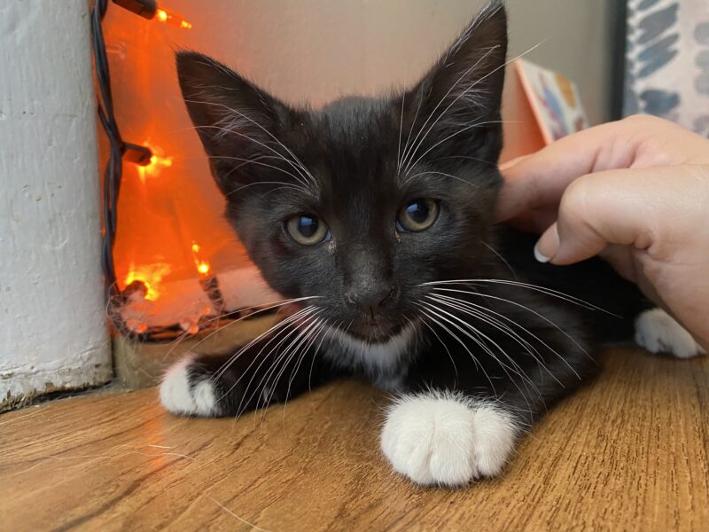 Kitties looking for new home