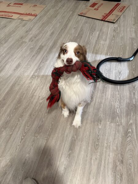 Rehoming 5 year old Australian Shepherd