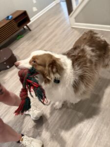 Rehoming 5 year old Australian Shepherd