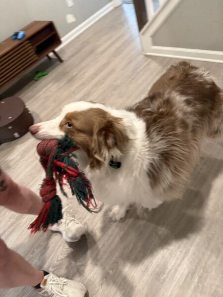 Rehoming 5 year old Australian Shepherd