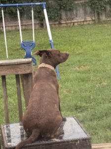 Need to rehome a chocolate lab (Nova)