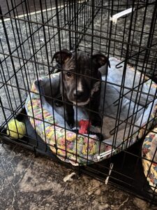 I need to find homes for these two puppies