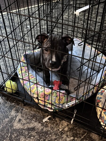 I need to find homes for these two puppies