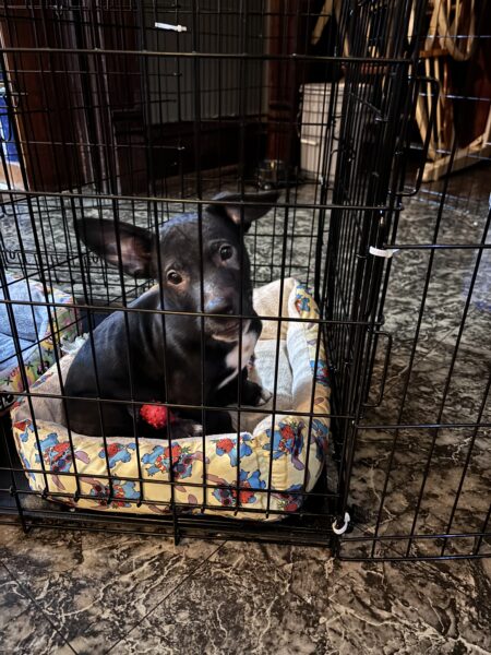 I need to find homes for these two puppies