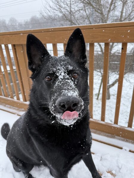Help me find a home for Apollo