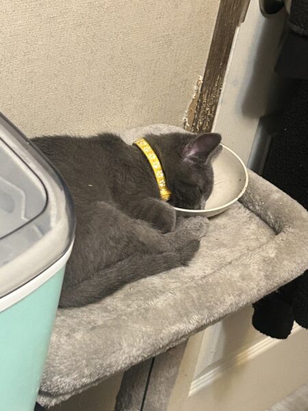 3 boys needing a home asap (READ DESCRIPTION)