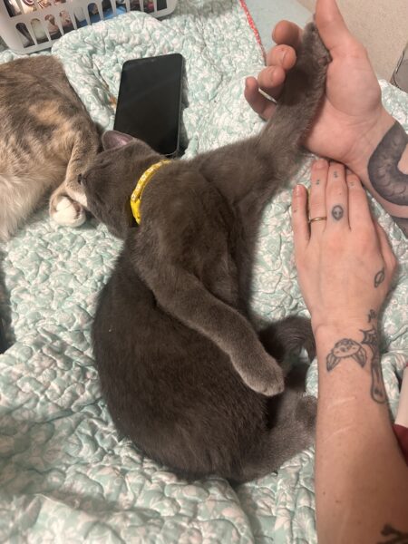 3 boys needing a home asap (READ DESCRIPTION)