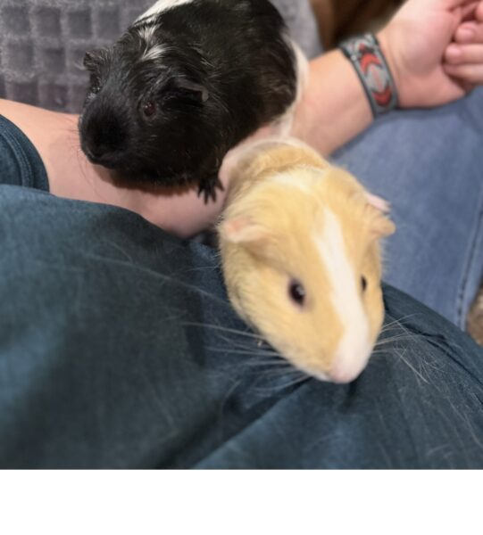 Guinea Pigs