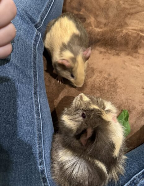 Guinea Pigs
