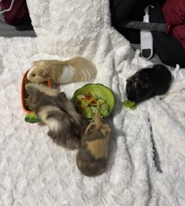 Guinea Pigs