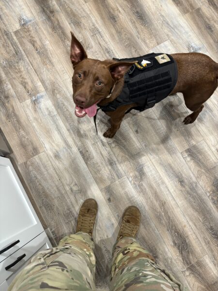 Need to rehome a chocolate lab (Nova)
