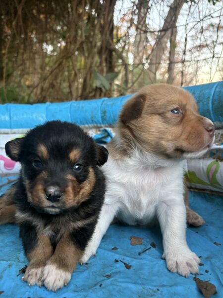 Puppies! Blue heeler + rough collie