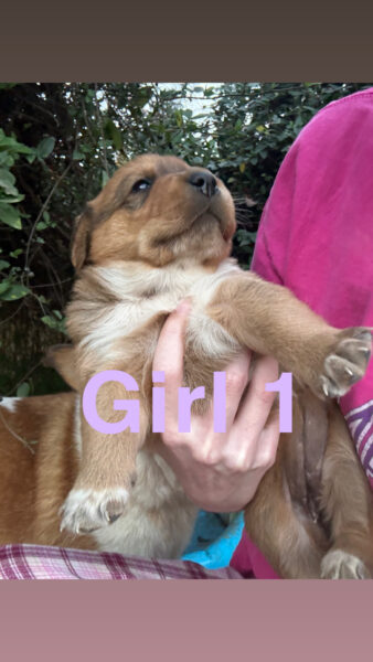 Puppies! Blue heeler + rough collie