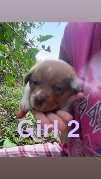 Puppies! Blue heeler + rough collie