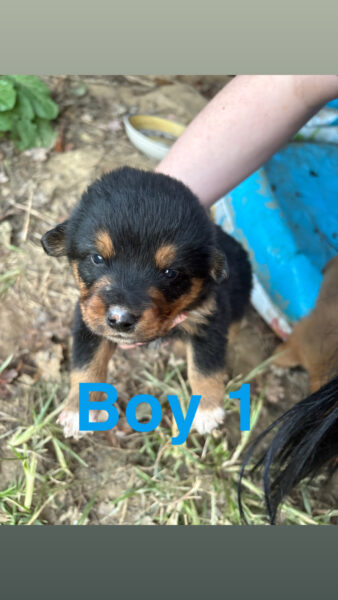 Puppies! Blue heeler + rough collie
