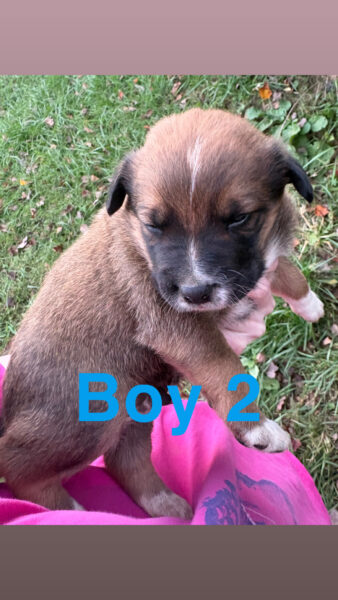 Puppies! Blue heeler + rough collie