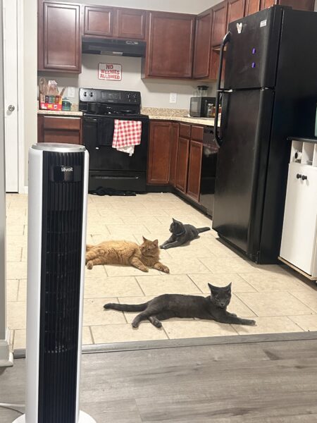 3 boys needing a home asap (READ DESCRIPTION)