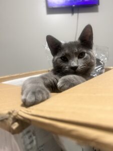 3 boys needing a home asap (READ DESCRIPTION)
