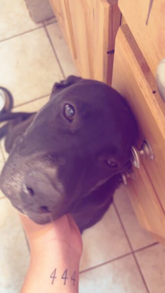 Meet Louie!!