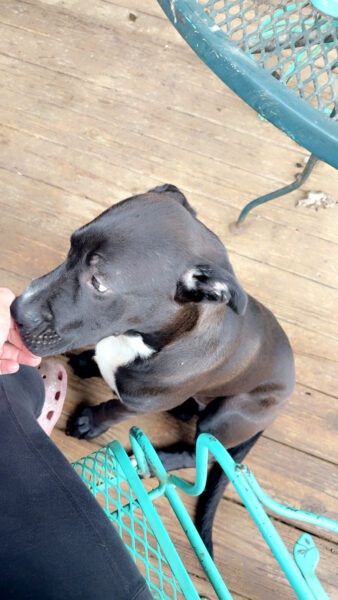Meet Louie!!
