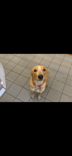 Rehoming
