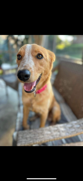 Rehoming