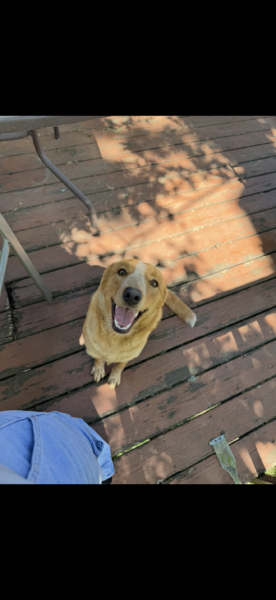 Rehoming