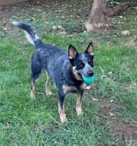 Blue Heeler