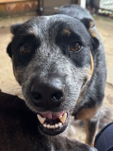 Blue Heeler
