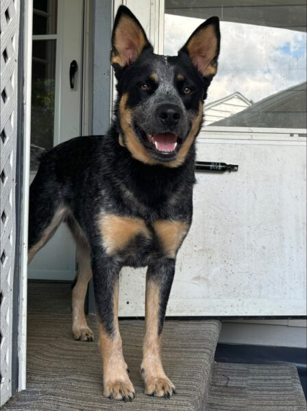 Blue Heeler