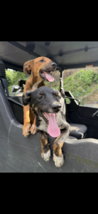 2 Male Dogs
