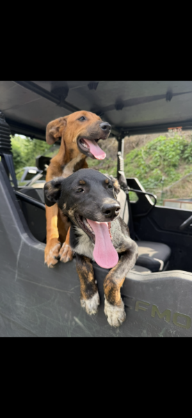 2 Male Dogs