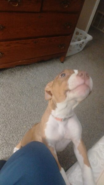 Female pit/fox hound 2 months